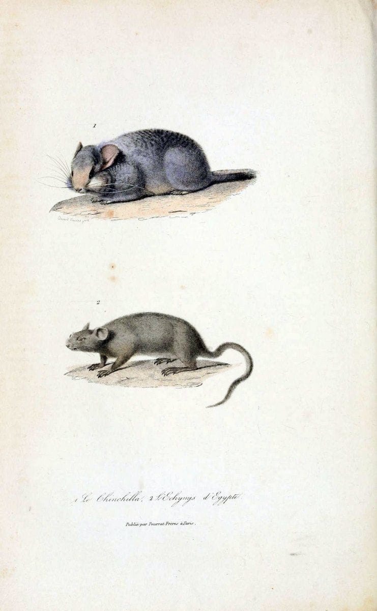 ComplÃ©ments de Buffon. t.1.Paris:P. Pourrat FrÃ¨res,1838. |  | Vintage Print Reproduction 449268
