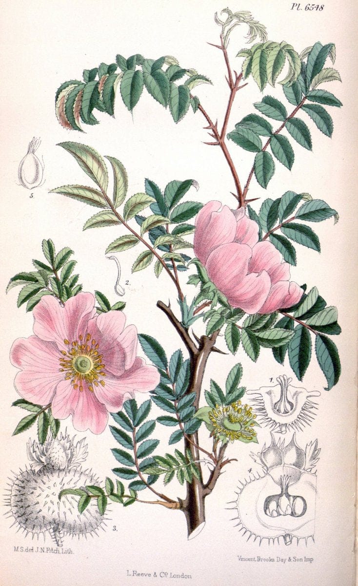 Curtis's botanical magazine. London ; New York [etc.] :Academic Press [etc.]. | "Botanical illustration" Botany Periodicals "Pictorial works" "Plants, Ornamental"  | Vintage Print Reproduction 449274