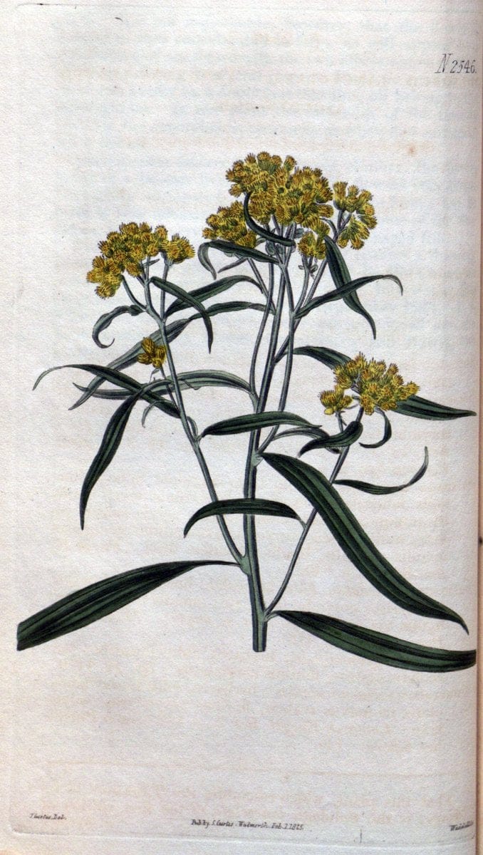 Curtis's botanical magazine. London ; New York [etc.] :Academic Press [etc.]. | "Botanical illustration" Botany Periodicals "Pictorial works" "Plants, Ornamental"  | Vintage Print Reproduction 449277