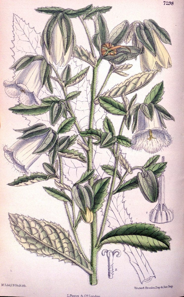 Curtis's botanical magazine. London ; New York [etc.] :Academic Press [etc.]. | "Botanical illustration" Botany Periodicals "Pictorial works" "Plants, Ornamental"  | Vintage Print Reproduction 449283