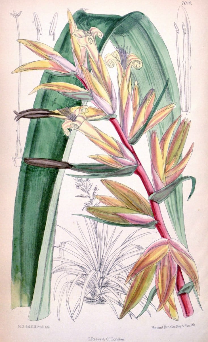 Curtis's botanical magazine. London ; New York [etc.] :Academic Press [etc.]. | "Botanical illustration" Botany Periodicals "Pictorial works" "Plants, Ornamental"  | Vintage Print Reproduction 449284