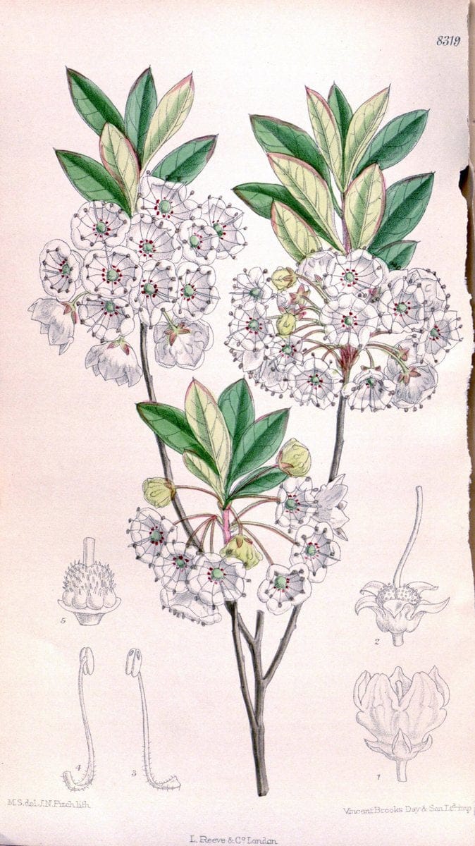 Curtis's botanical magazine. London ; New York [etc.] :Academic Press [etc.]. | "Botanical illustration" Botany Periodicals "Pictorial works" "Plants, Ornamental"  | Vintage Print Reproduction 449286