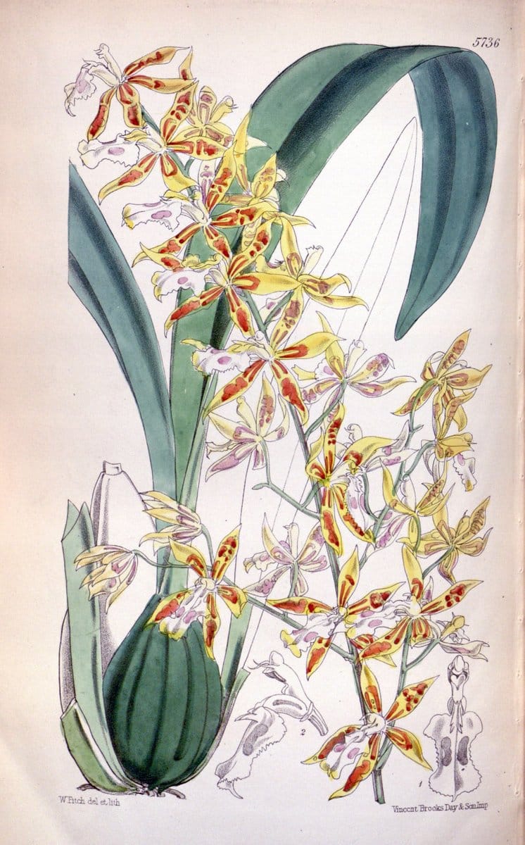 Curtis's botanical magazine. London ; New York [etc.] :Academic Press [etc.]. | "Botanical illustration" Botany Periodicals "Pictorial works" "Plants, Ornamental"  | Vintage Print Reproduction 449290
