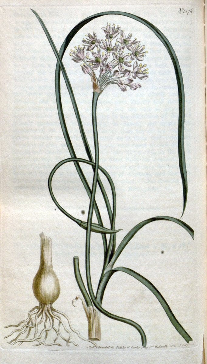 Curtis's botanical magazine. London ; New York [etc.] :Academic Press [etc.]. | "Botanical illustration" Botany Periodicals "Pictorial works" "Plants, Ornamental"  | Vintage Print Reproduction 449291