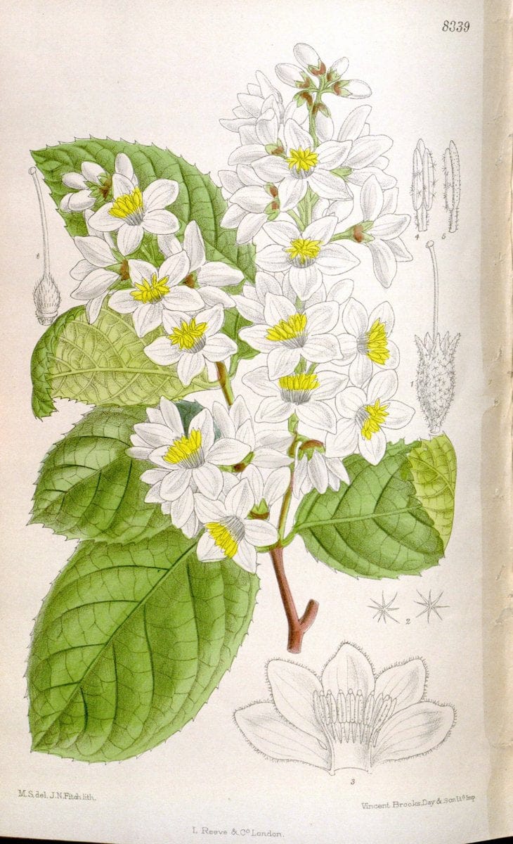 Curtis's botanical magazine. London ; New York [etc.] :Academic Press [etc.]. | "Botanical illustration" Botany Periodicals "Pictorial works" "Plants, Ornamental"  | Vintage Print Reproduction 449292