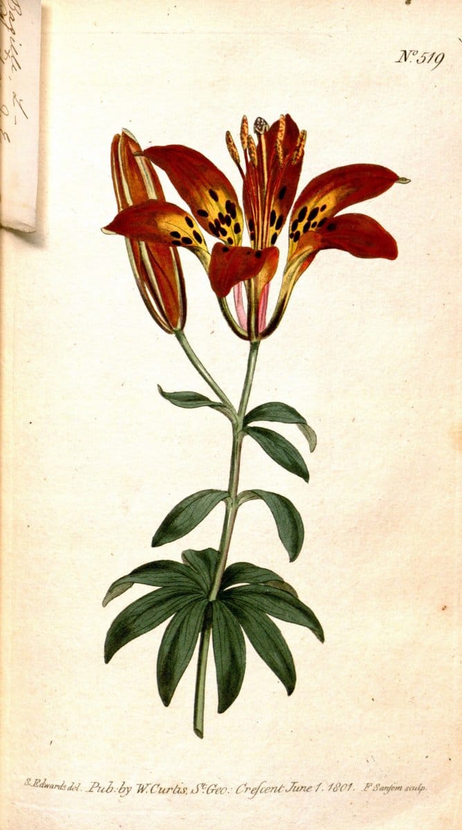 Curtis's botanical magazine. London ;New York [etc.] :Academic Press [etc.]. | Botany Periodicals "Pictorial works"  | Vintage Print Reproduction 449297