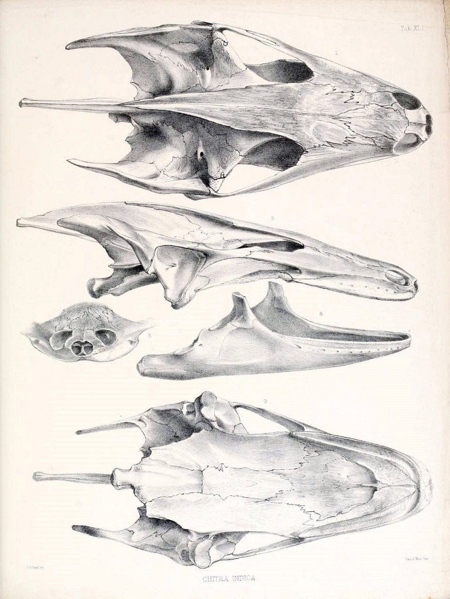 Catalogue of shield reptiles in the collection of the British Museum /.London :Printed by order of the Trustees,1855-1872.  | Vintage Print Reproduction 449300
