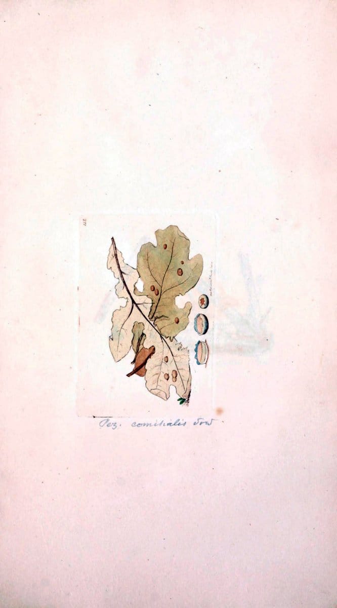 Coloured figures of English fungi or mushrooms. London,Printed by J. Davis,1797-[1809]. | England Mushrooms  | Vintage Print Reproduction 449301