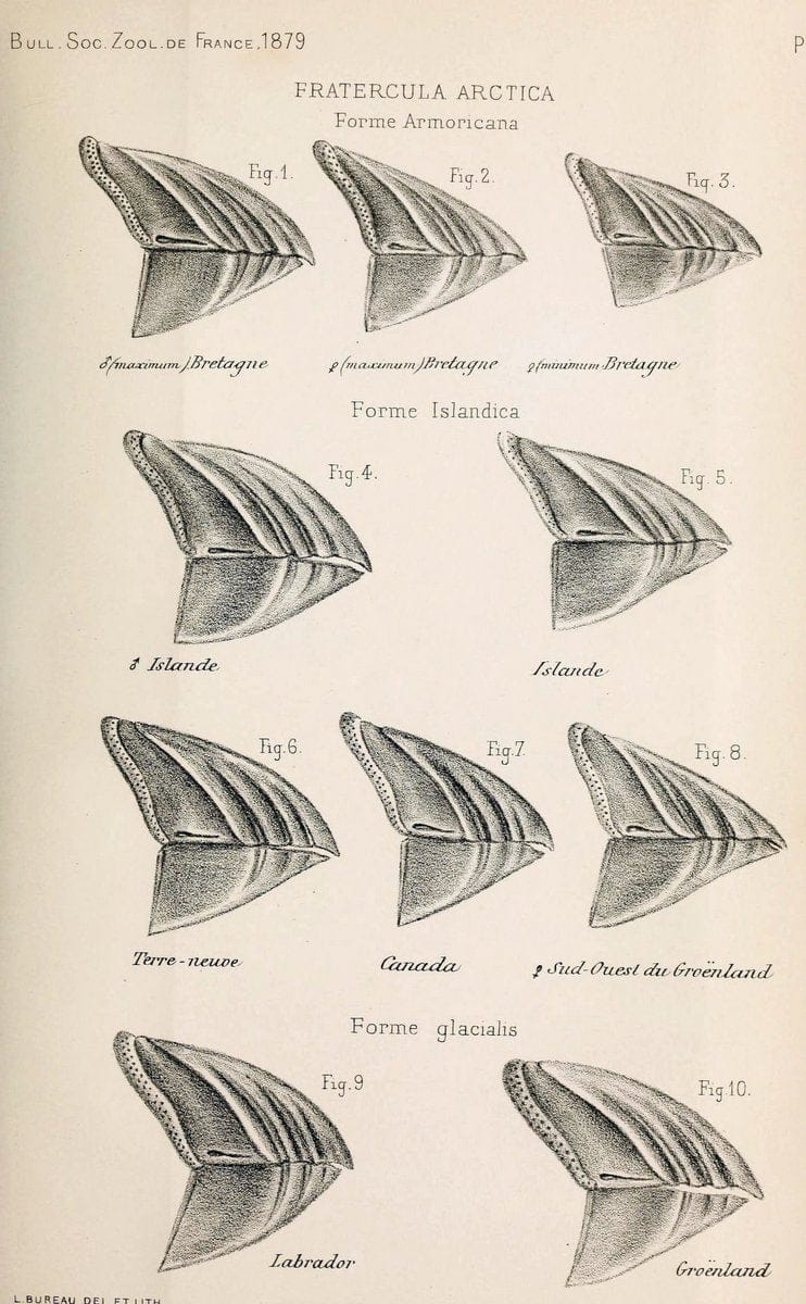 Bulletin de la SociÃ©tÃ© zoologique de France. t.4.Paris:SociÃ©tÃ© zoologique de France. |  | Vintage Print Reproduction 449302