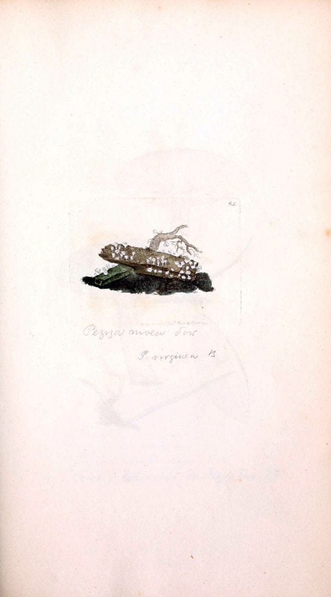 Coloured figures of English fungi or mushrooms. London,Printed by J. Davis,1797-[1809]. | England Mushrooms  | Vintage Print Reproduction 449304
