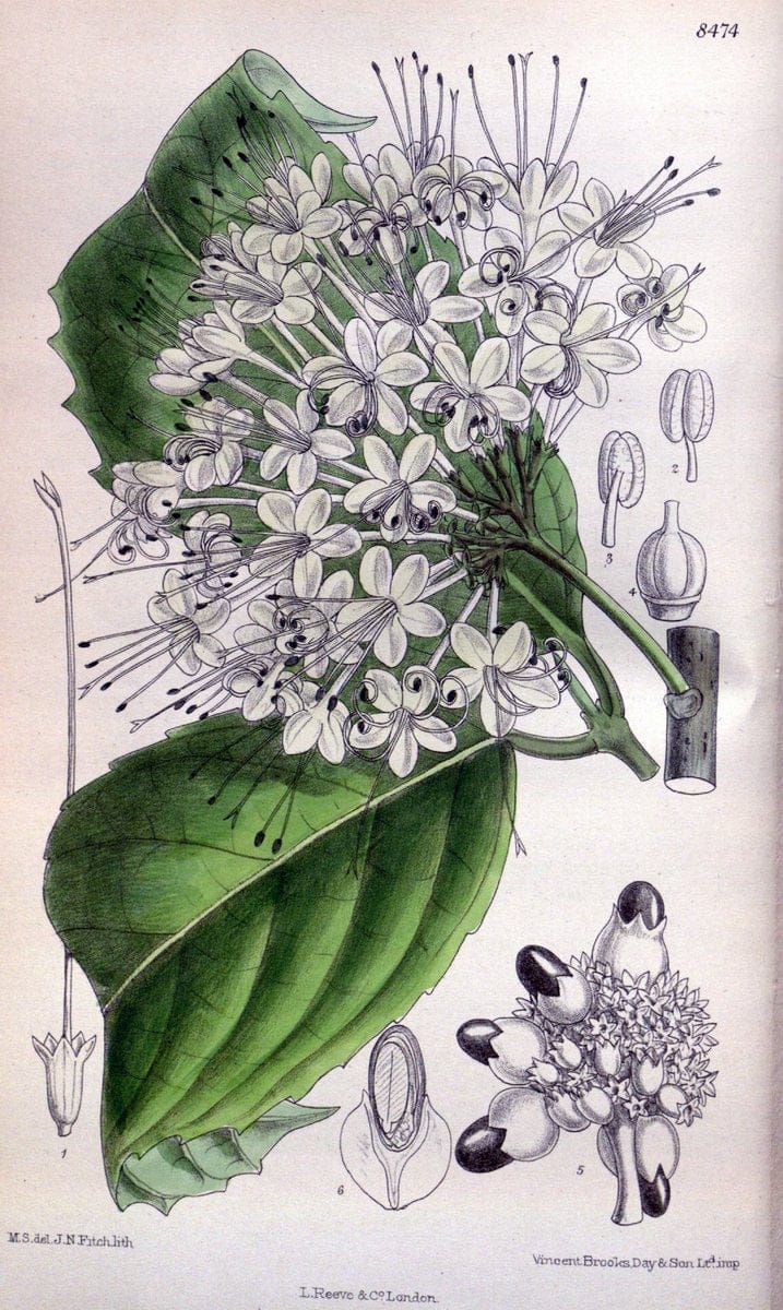 Curtis's botanical magazine. London ; New York [etc.] :Academic Press [etc.]. | "Botanical illustration" Botany Periodicals "Pictorial works" "Plants, Ornamental"  | Vintage Print Reproduction 449308