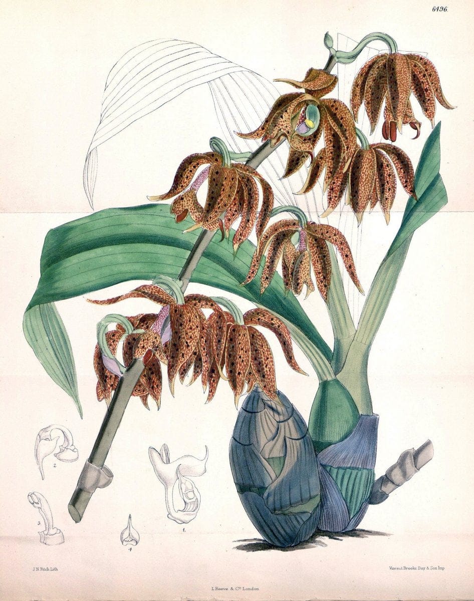 Curtis's botanical magazine. London ; New York [etc.] :Academic Press [etc.]. | "Botanical illustration" Botany Periodicals "Pictorial works" "Plants, Ornamental"  | Vintage Print Reproduction 449312