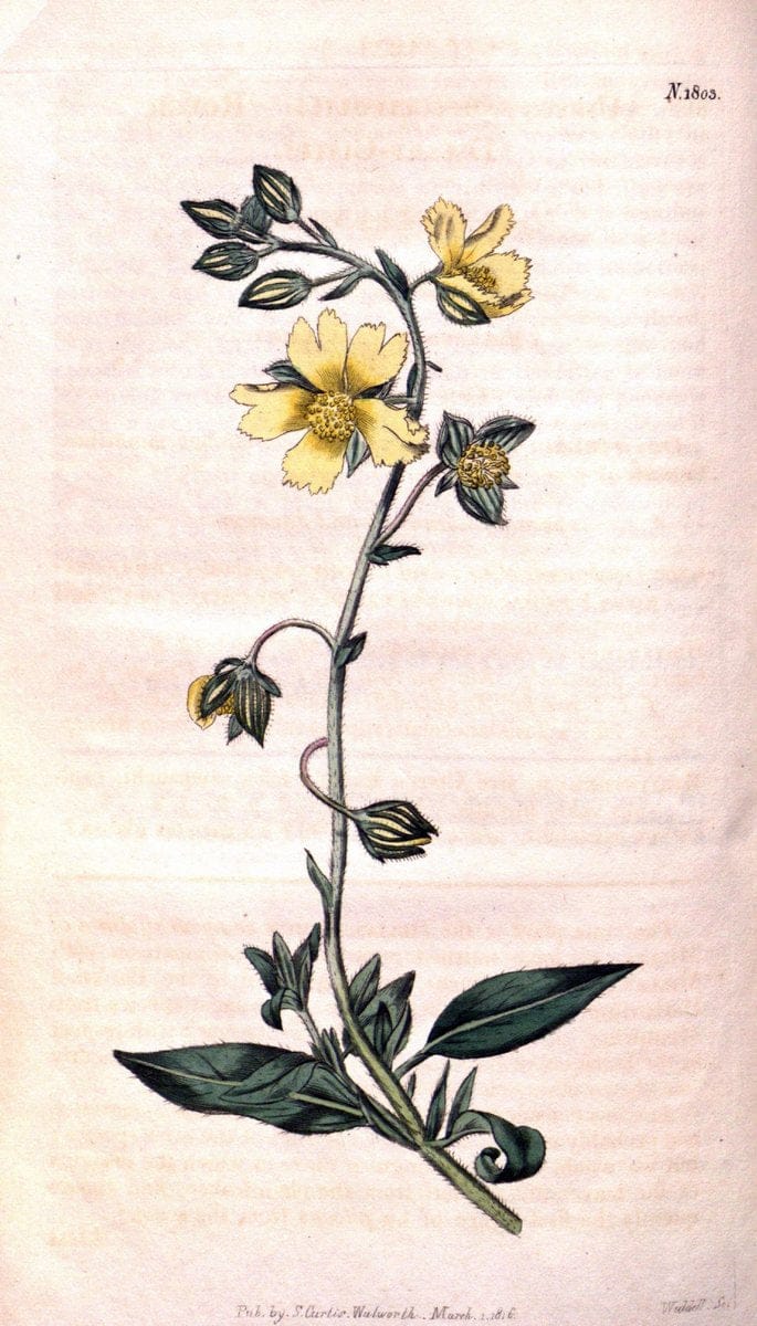 Curtis's botanical magazine. London ; New York [etc.] :Academic Press [etc.]. | "Botanical illustration" Botany Periodicals "Pictorial works" "Plants, Ornamental"  | Vintage Print Reproduction 449313