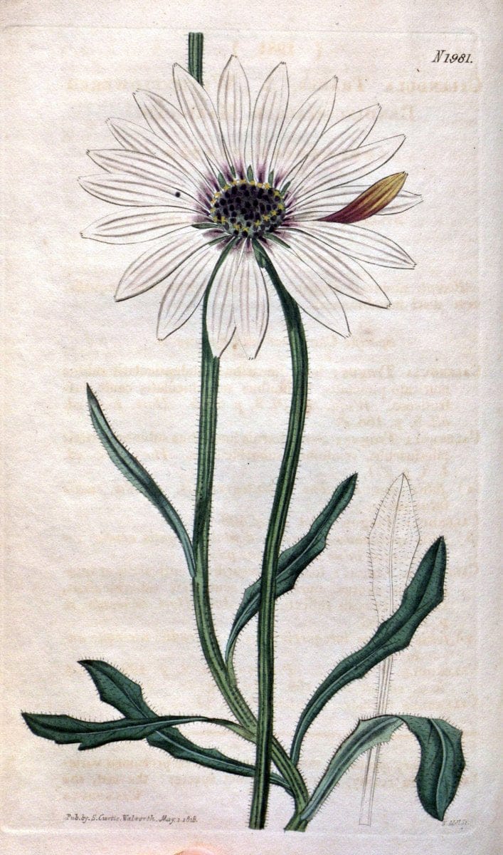 Curtis's botanical magazine. London ; New York [etc.] :Academic Press [etc.]. | "Botanical illustration" Botany Periodicals "Pictorial works" "Plants, Ornamental"  | Vintage Print Reproduction 449315