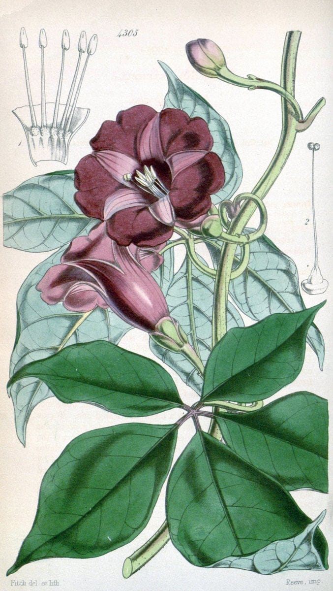 Curtis's botanical magazine. London ; New York [etc.] :Academic Press [etc.]. | "Botanical illustration" Botany Periodicals "Pictorial works" "Plants, Ornamental"  | Vintage Print Reproduction 449316