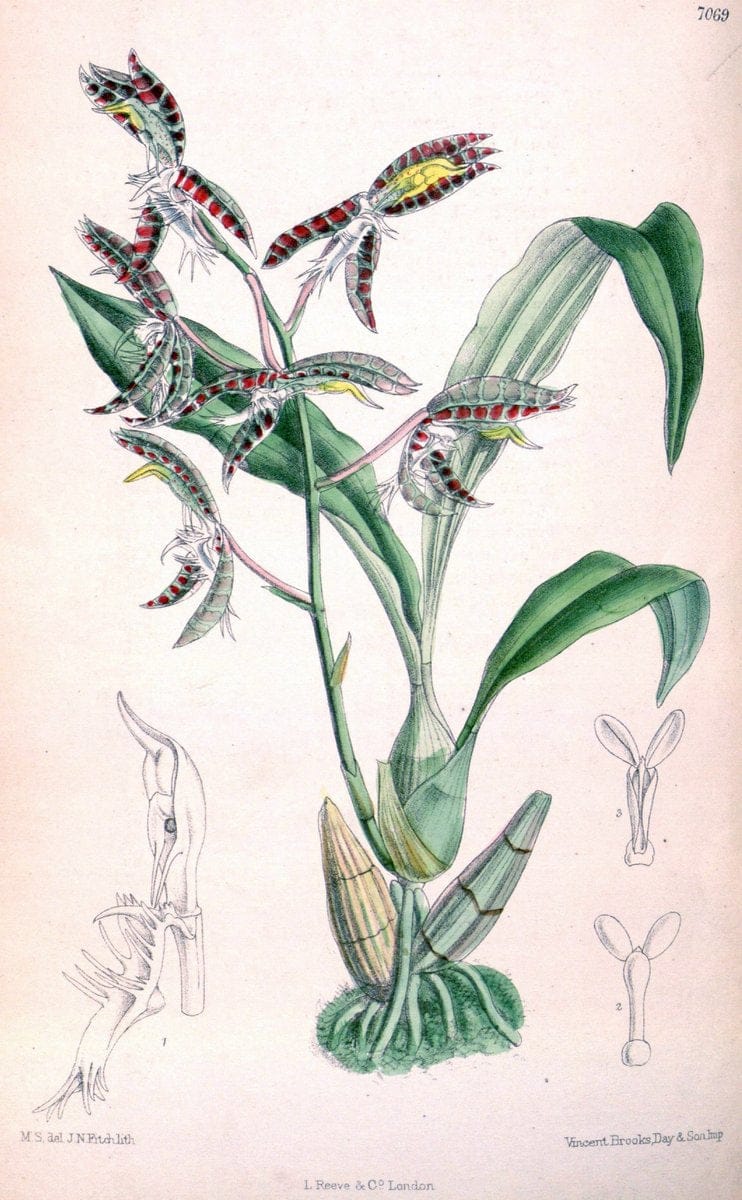 Curtis's botanical magazine. London ; New York [etc.] :Academic Press [etc.]. | "Botanical illustration" Botany Periodicals "Pictorial works" "Plants, Ornamental"  | Vintage Print Reproduction 449317