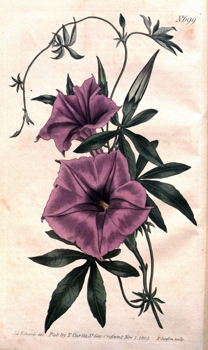 Curtis's botanical magazine..London ;New York [etc.] :Academic Press [etc.]. |  | Vintage Print Reproduction 449329