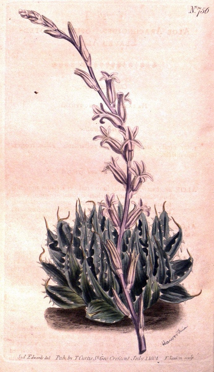 Curtis's botanical magazine..London ;New York [etc.] :Academic Press [etc.]. |  | Vintage Print Reproduction 449330