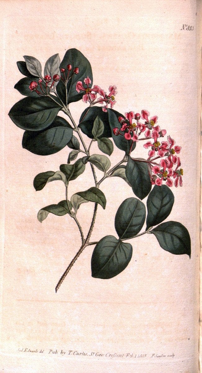 Curtis's botanical magazine. London ;New York [etc.] :Academic Press [etc.]. | Botany Periodicals "Pictorial works"  | Vintage Print Reproduction 449331
