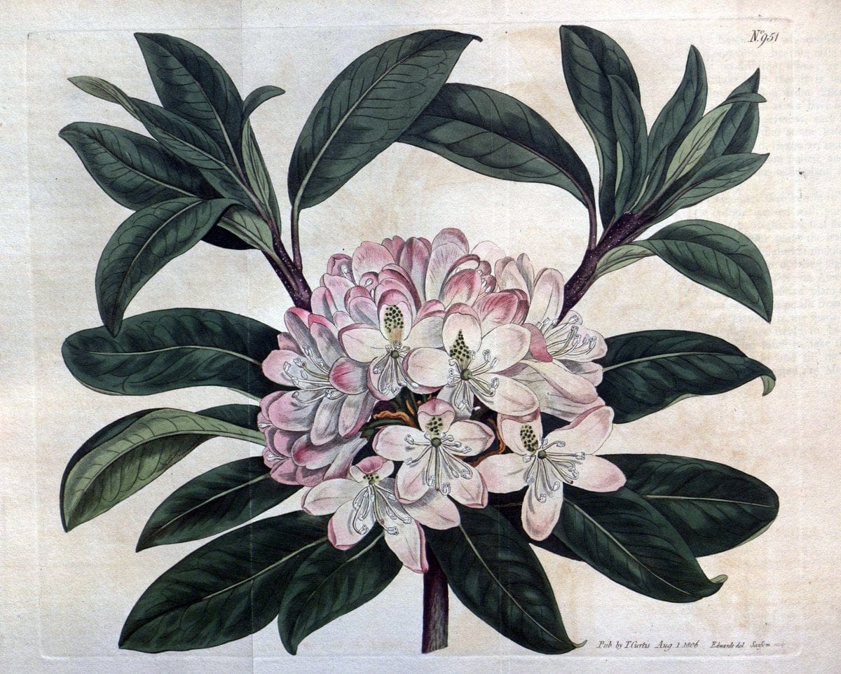 Curtis's botanical magazine. London ;New York [etc.] :Academic Press [etc.]. | Botany Periodicals "Pictorial works"  | Vintage Print Reproduction 449337