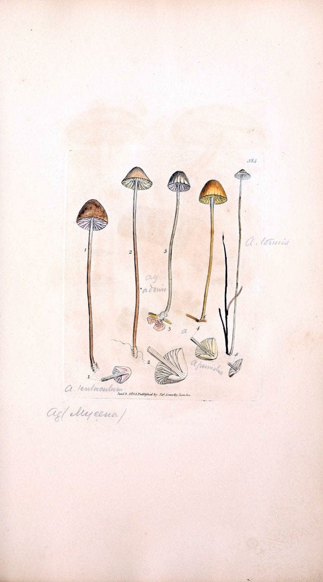 Coloured figures of English fungi or mushrooms. London,Printed by J. Davis,1797-[1809]. | England Mushrooms  | Vintage Print Reproduction 449339