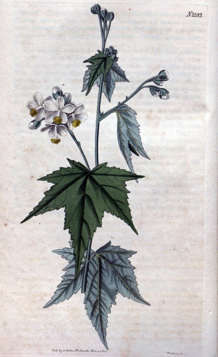 Curtis's botanical magazine. London ; New York [etc.] :Academic Press [etc.]. | "Botanical illustration" Botany Periodicals "Pictorial works" "Plants, Ornamental"  | Vintage Print Reproduction 449344
