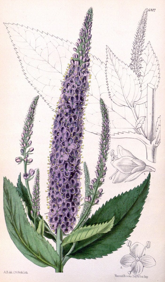 Curtis's botanical magazine. London ; New York [etc.] :Academic Press [etc.]. | "Botanical illustration" Botany Periodicals "Pictorial works" "Plants, Ornamental"  | Vintage Print Reproduction 449345