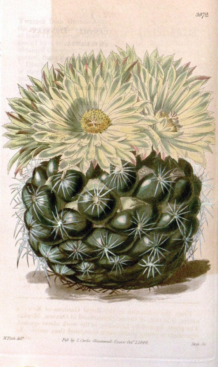 Curtis's botanical magazine. London ; New York [etc.] :Academic Press [etc.]. | "Botanical illustration" Botany Periodicals "Pictorial works" "Plants, Ornamental"  | Vintage Print Reproduction 449346