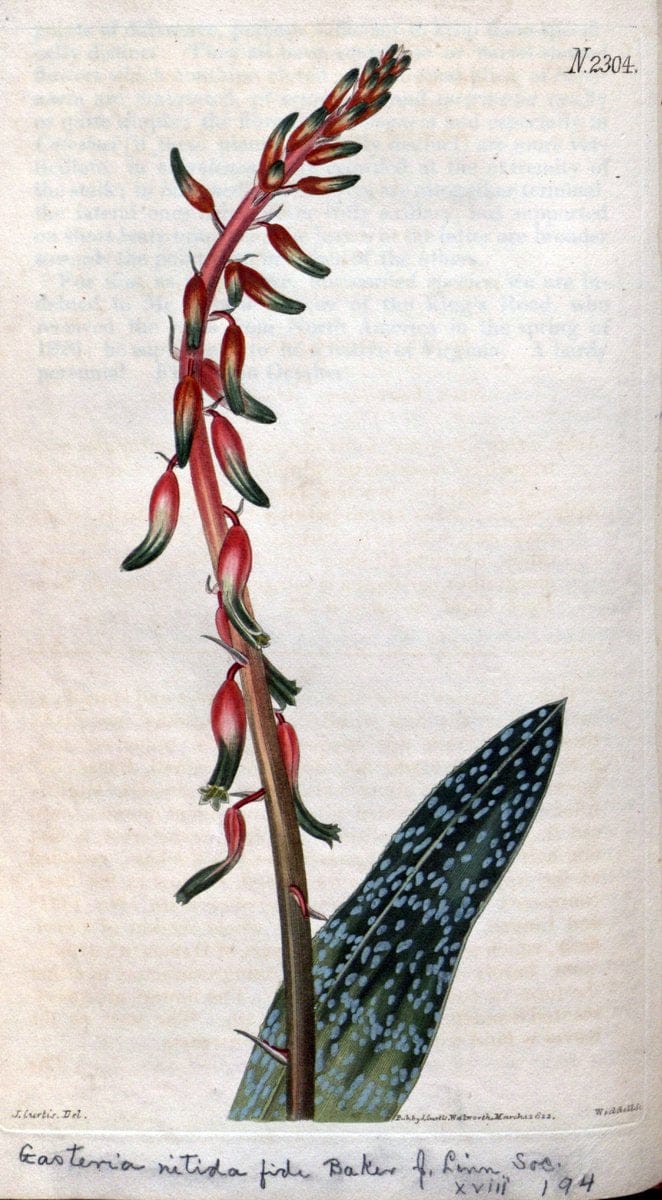 Curtis's botanical magazine. London ; New York [etc.] :Academic Press [etc.]. | "Botanical illustration" Botany Periodicals "Pictorial works" "Plants, Ornamental"  | Vintage Print Reproduction 449353