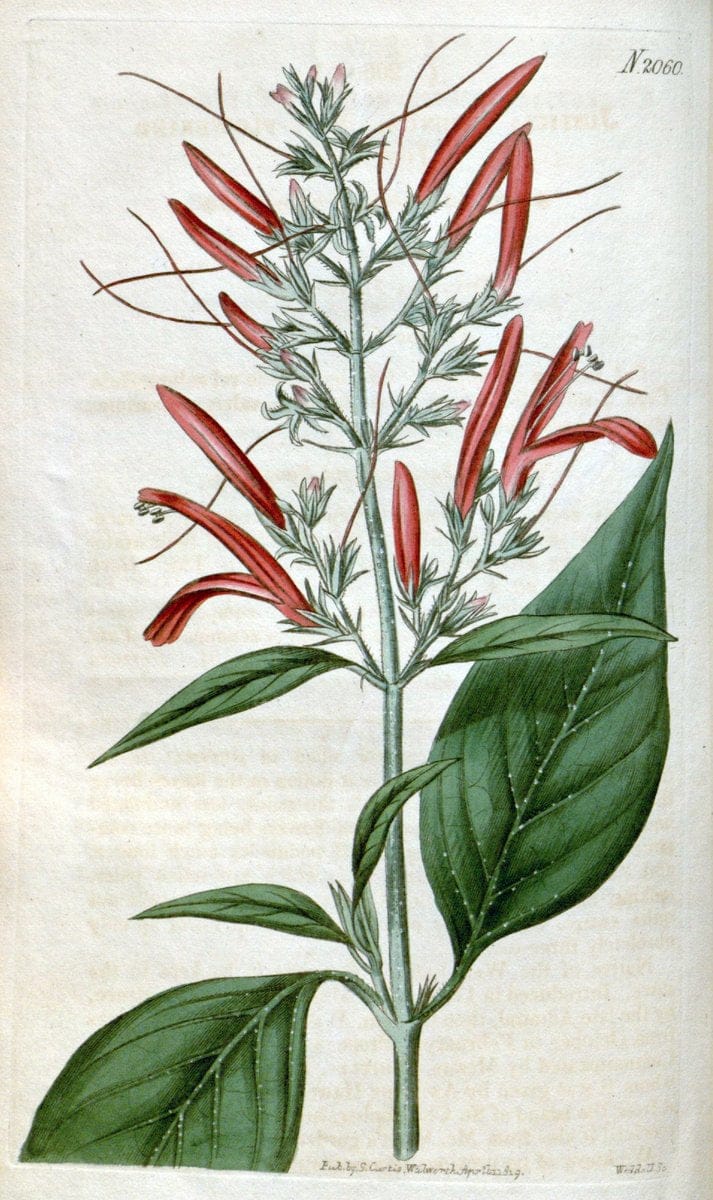 Curtis's botanical magazine. London ; New York [etc.] :Academic Press [etc.]. | "Botanical illustration" Botany Periodicals "Pictorial works" "Plants, Ornamental"  | Vintage Print Reproduction 449354