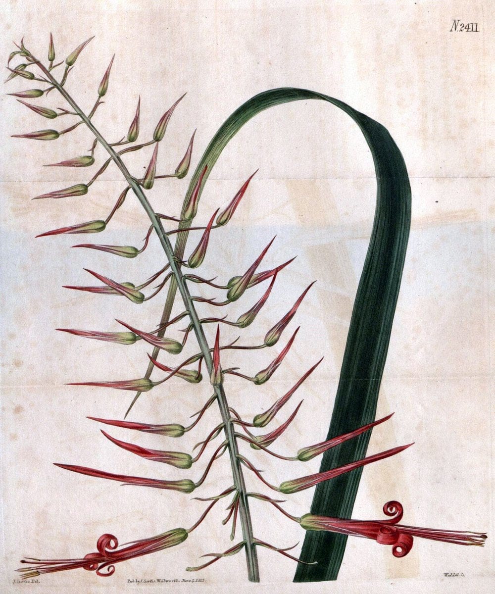 Curtis's botanical magazine. London ; New York [etc.] :Academic Press [etc.]. | "Botanical illustration" Botany Periodicals "Pictorial works" "Plants, Ornamental"  | Vintage Print Reproduction 449355