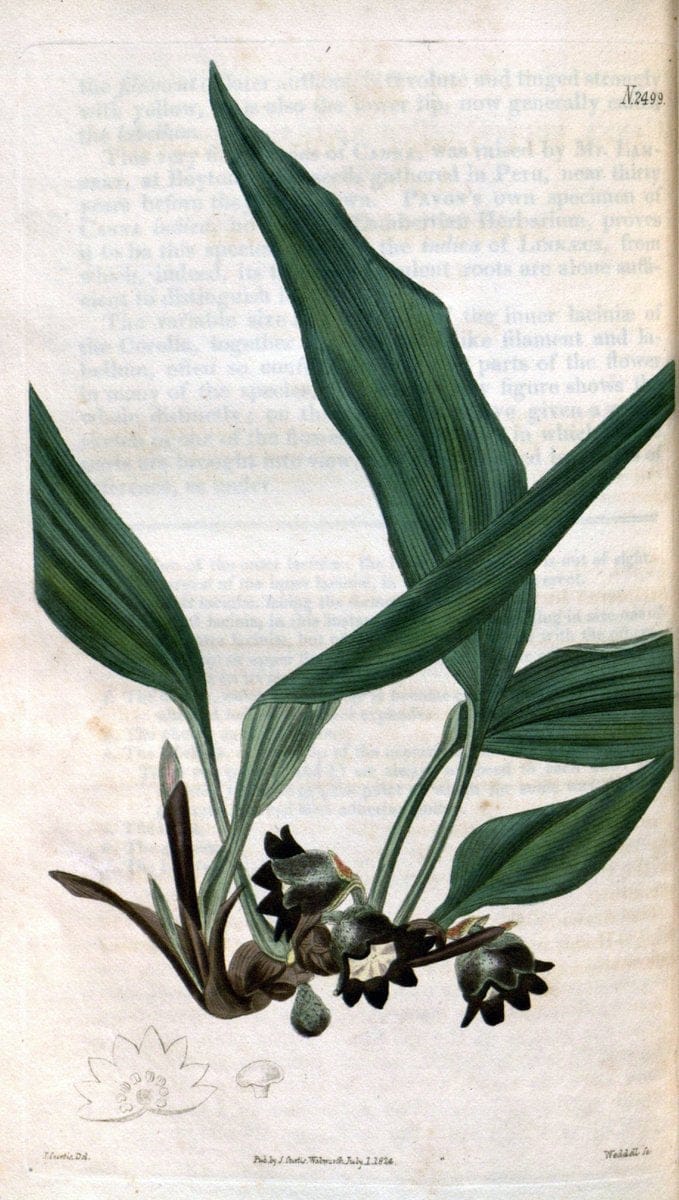 Curtis's botanical magazine. London ; New York [etc.] :Academic Press [etc.]. | "Botanical illustration" Botany Periodicals "Pictorial works" "Plants, Ornamental"  | Vintage Print Reproduction 449356