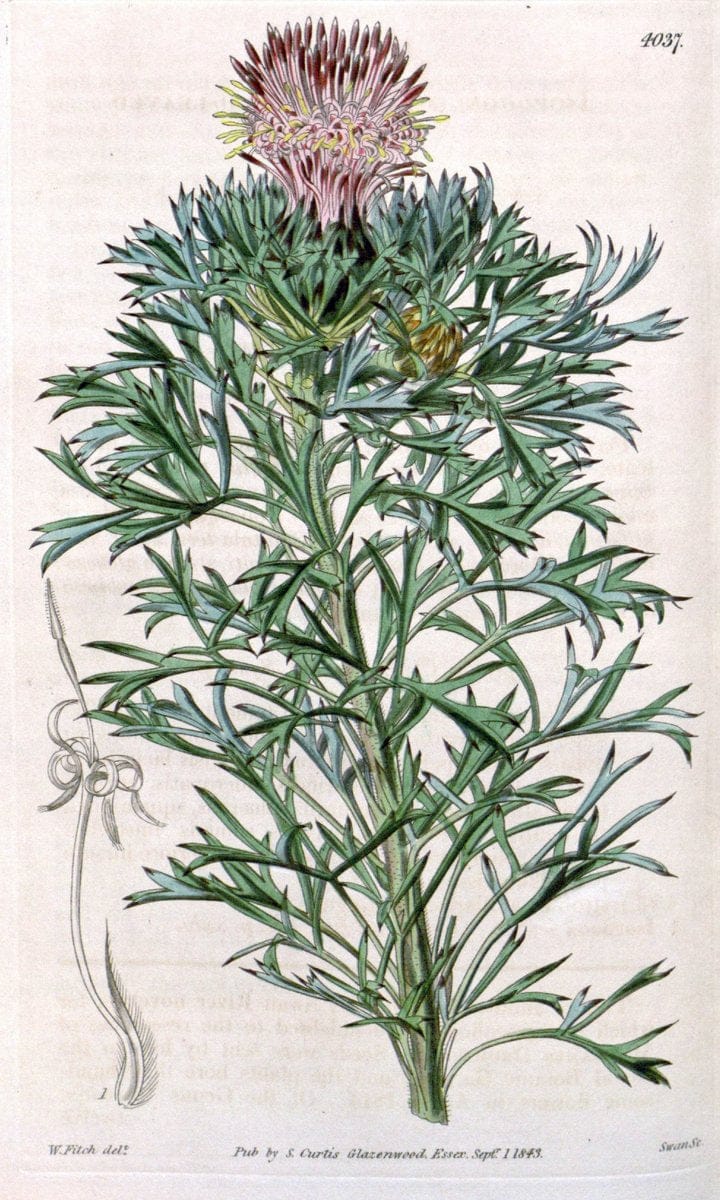 Curtis's botanical magazine. London ; New York [etc.] :Academic Press [etc.]. | "Botanical illustration" Botany Periodicals "Pictorial works" "Plants, Ornamental"  | Vintage Print Reproduction 449363