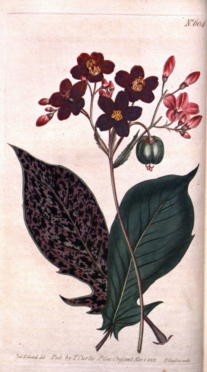 Curtis's botanical magazine. London ;New York [etc.] :Academic Press [etc.]. | Botany Periodicals "Pictorial works"  | Vintage Print Reproduction 449364