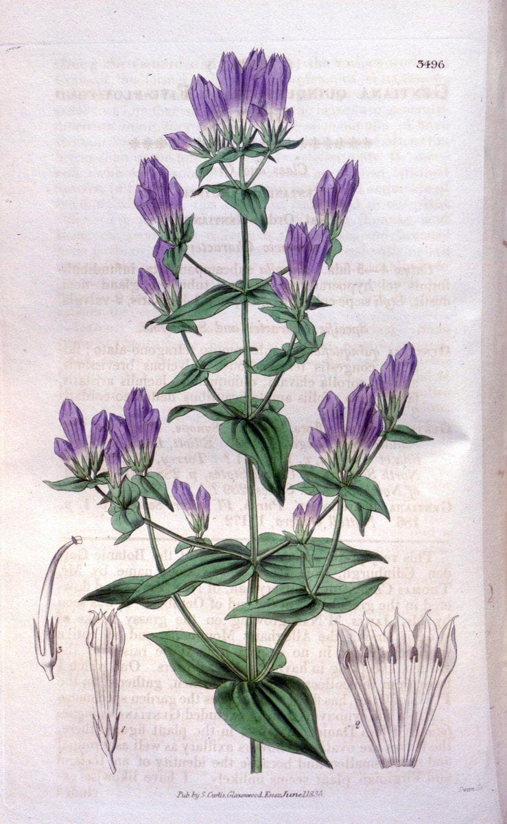 Curtis's botanical magazine. London ;New York [etc.] :Academic Press [etc.]. | Botany Periodicals "Pictorial works"  | Vintage Print Reproduction 449367