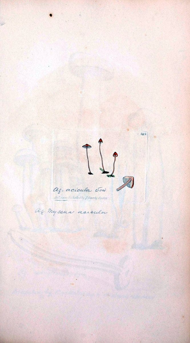 Coloured figures of English fungi or mushrooms. London,Printed by J. Davis,1797-[1809]. | England Mushrooms  | Vintage Print Reproduction 449370