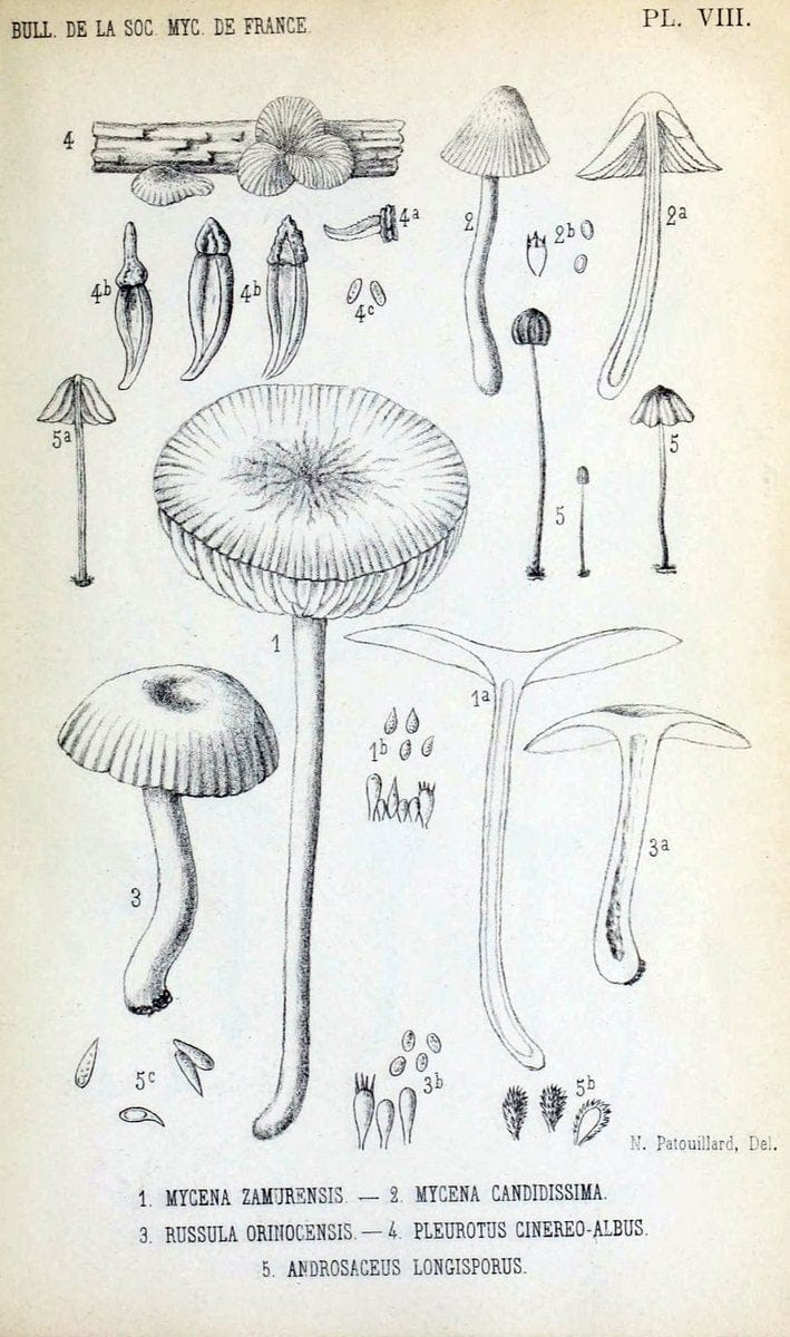Bulletin de la SociÃ©tÃ© mycologique de France.Epinal :La SociÃ©tÃ©,1885-1903.  | France Fungi Mycology Periodicals | Vintage Print Reproduction 449374
