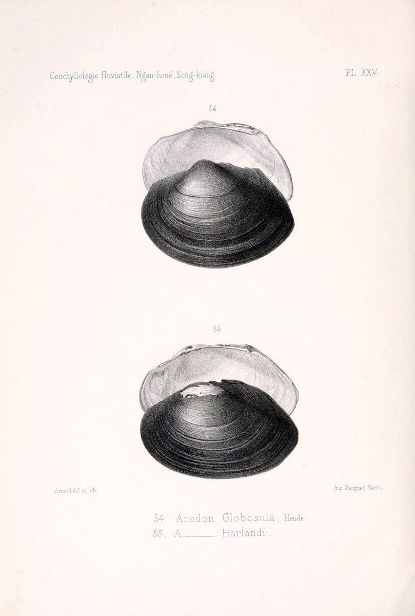Conchyliologie fluviatile de la province de Nanking et de la Chine centrale /.Paris :Savy,[1875-1885]. | China Mollusks "Nanjing (Jiangsu Sheng)"  | Vintage Print Reproduction 449376