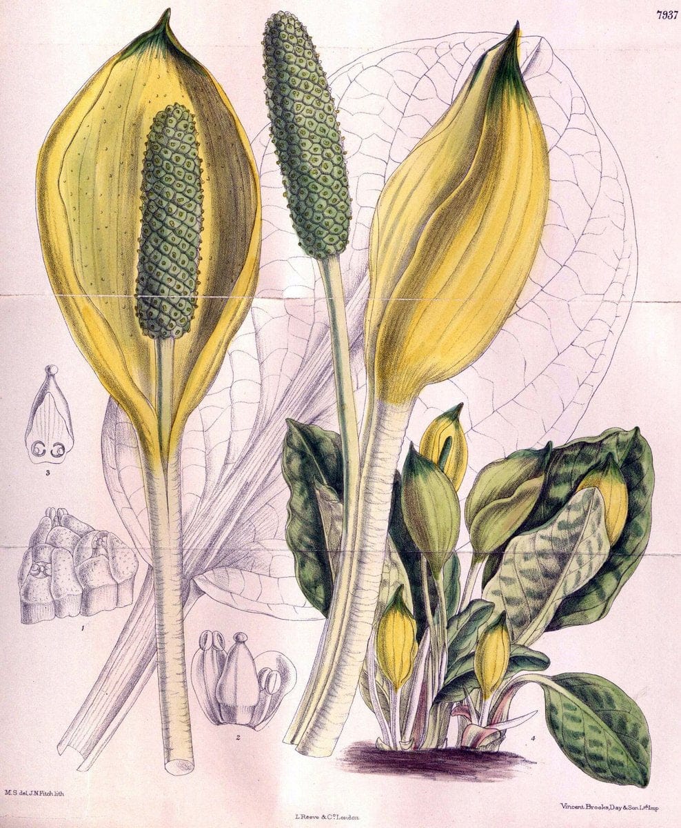 Curtis's botanical magazine. London ; New York [etc.] :Academic Press [etc.]. | "Botanical illustration" Botany Periodicals "Pictorial works" "Plants, Ornamental"  | Vintage Print Reproduction 449378