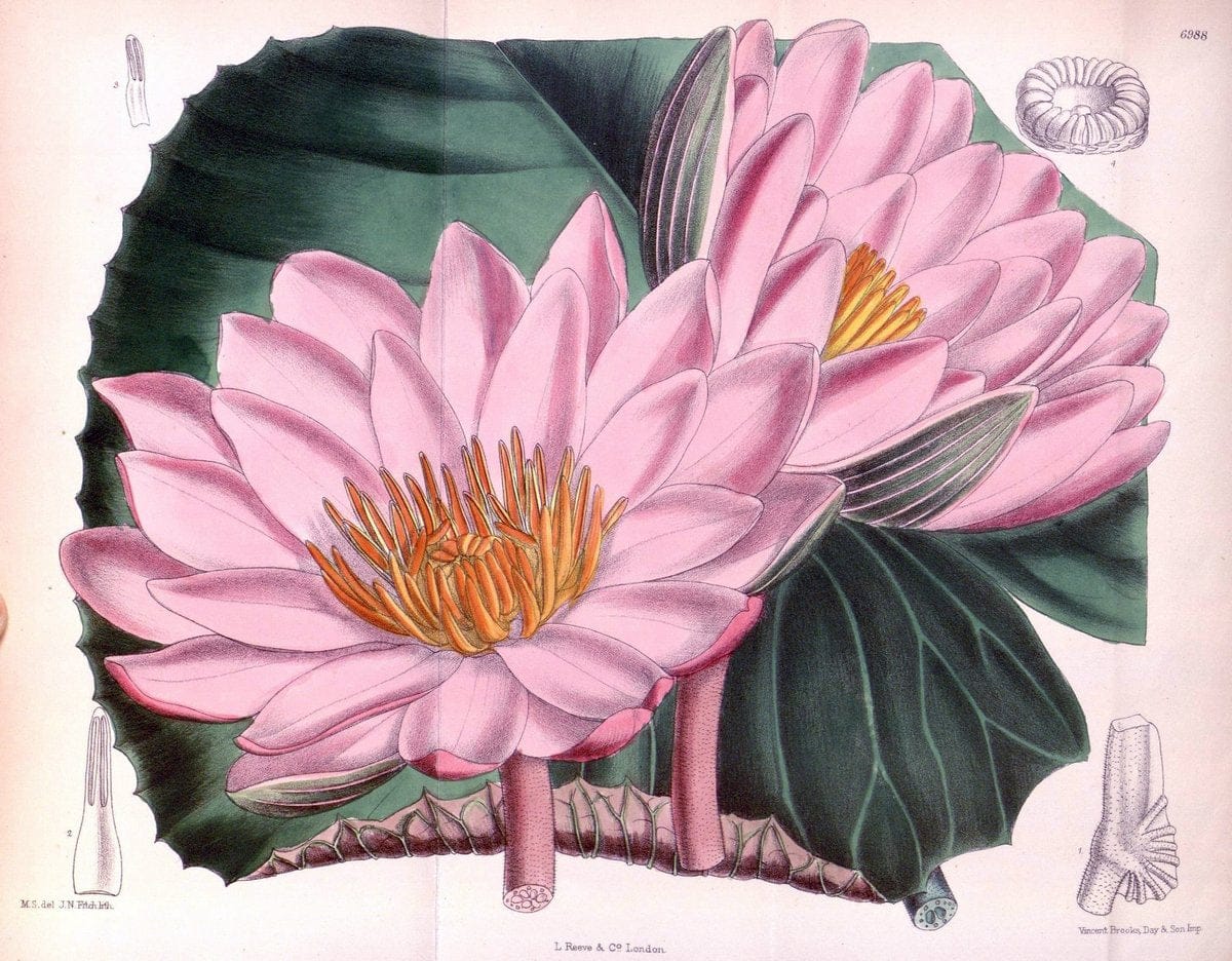 Curtis's botanical magazine. London ; New York [etc.] :Academic Press [etc.]. | "Botanical illustration" Botany Periodicals "Pictorial works" "Plants, Ornamental"  | Vintage Print Reproduction 449381