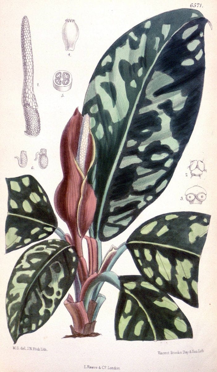 Curtis's botanical magazine. London ; New York [etc.] :Academic Press [etc.]. | "Botanical illustration" Botany Periodicals "Pictorial works" "Plants, Ornamental"  | Vintage Print Reproduction 449386