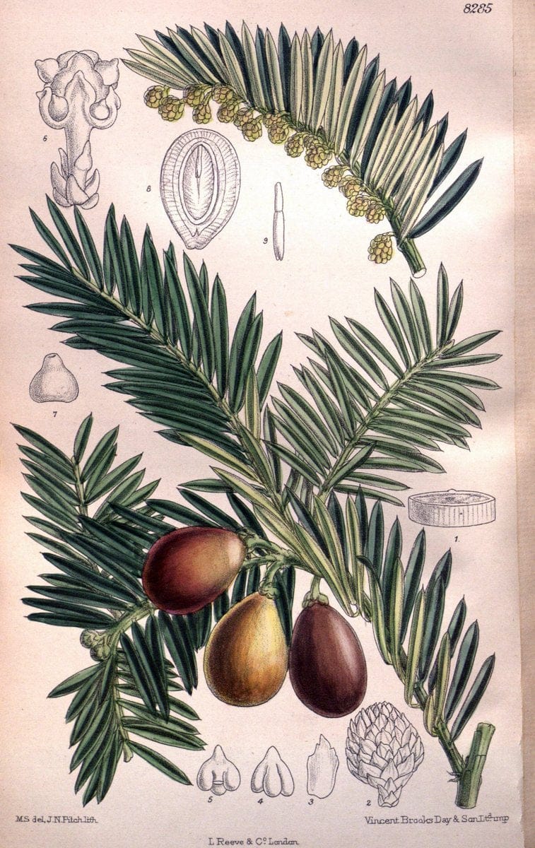 Curtis's botanical magazine. London ; New York [etc.] :Academic Press [etc.]. | "Botanical illustration" Botany Periodicals "Pictorial works" "Plants, Ornamental"  | Vintage Print Reproduction 449392