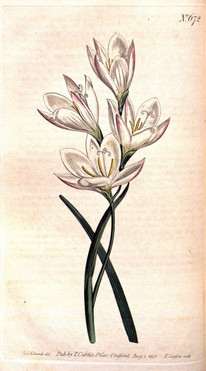 Curtis's botanical magazine. London ;New York [etc.] :Academic Press [etc.]. | Botany Periodicals "Pictorial works"  | Vintage Print Reproduction 449396