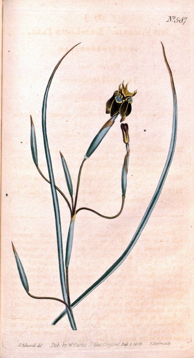 Curtis's botanical magazine. London ;New York [etc.] :Academic Press [etc.]. | Botany Periodicals "Pictorial works"  | Vintage Print Reproduction 449397