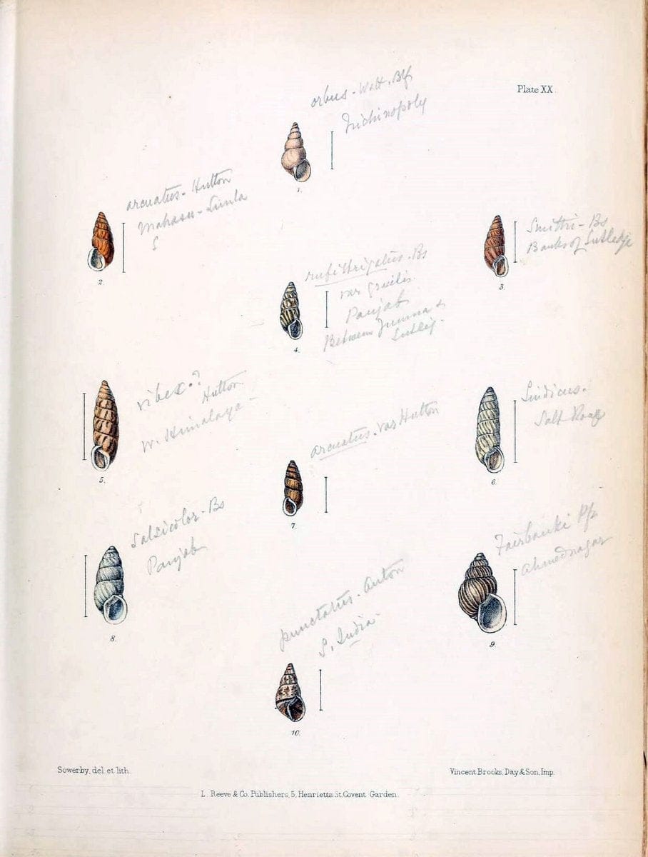 Conchologia indica,.London,1870-1876.  | India Mollusks Shells  | Vintage Print Reproduction 449399