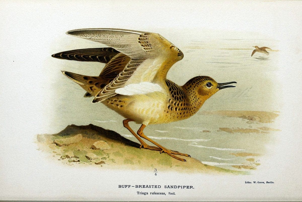 Coloured figures of the birds of the British Islands / issued by Lord Lilford. London :R | Birds "Great Britain" "Pictorial works"  | Vintage Print Reproduction 449400