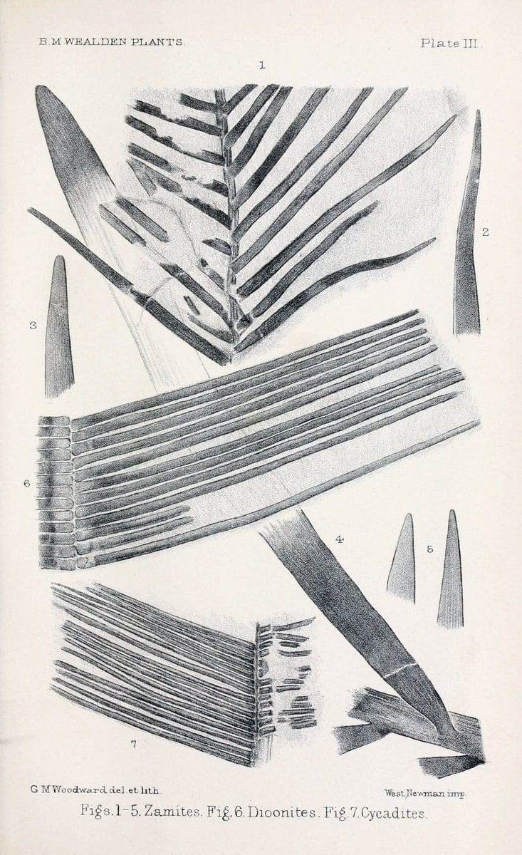 Central Atlas fÃ¼r zoologische GÃ¤rten. Part 1,5.Dresden ;Expedition der vollstÃ¤ndigste Naturgeschichte, [puis] E. Blochman, [etc.],1862- | Vintage Print Reproduction 449401