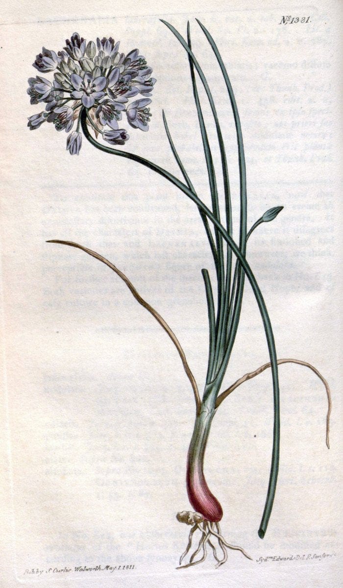 Curtis's botanical magazine. London ; New York [etc.] :Academic Press [etc.]. | "Botanical illustration" Botany Periodicals "Pictorial works" "Plants, Ornamental"  | Vintage Print Reproduction 449403