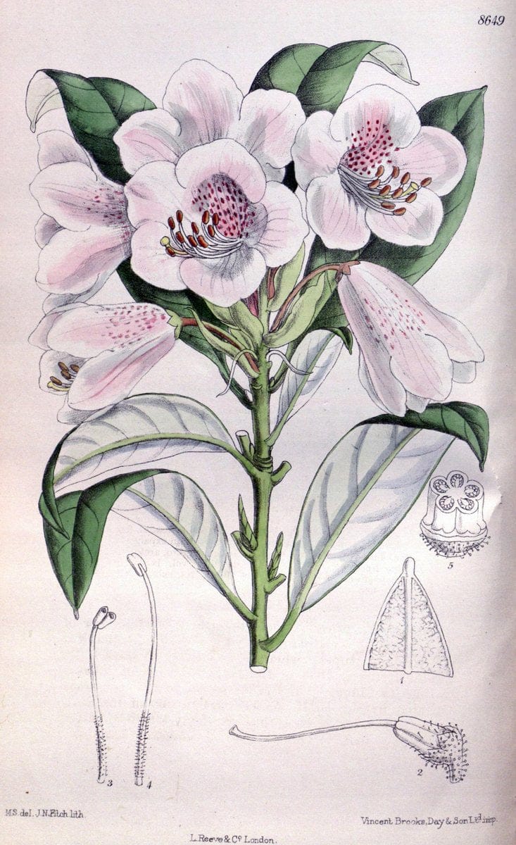 Curtis's botanical magazine. London ; New York [etc.] :Academic Press [etc.]. | "Botanical illustration" Botany Periodicals "Pictorial works" "Plants, Ornamental"  | Vintage Print Reproduction 449404