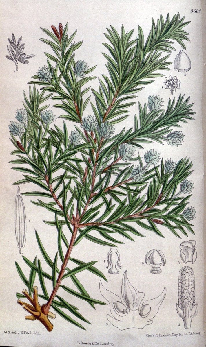 Curtis's botanical magazine. London ; New York [etc.] :Academic Press [etc.]. | "Botanical illustration" Botany Periodicals "Pictorial works" "Plants, Ornamental"  | Vintage Print Reproduction 449408